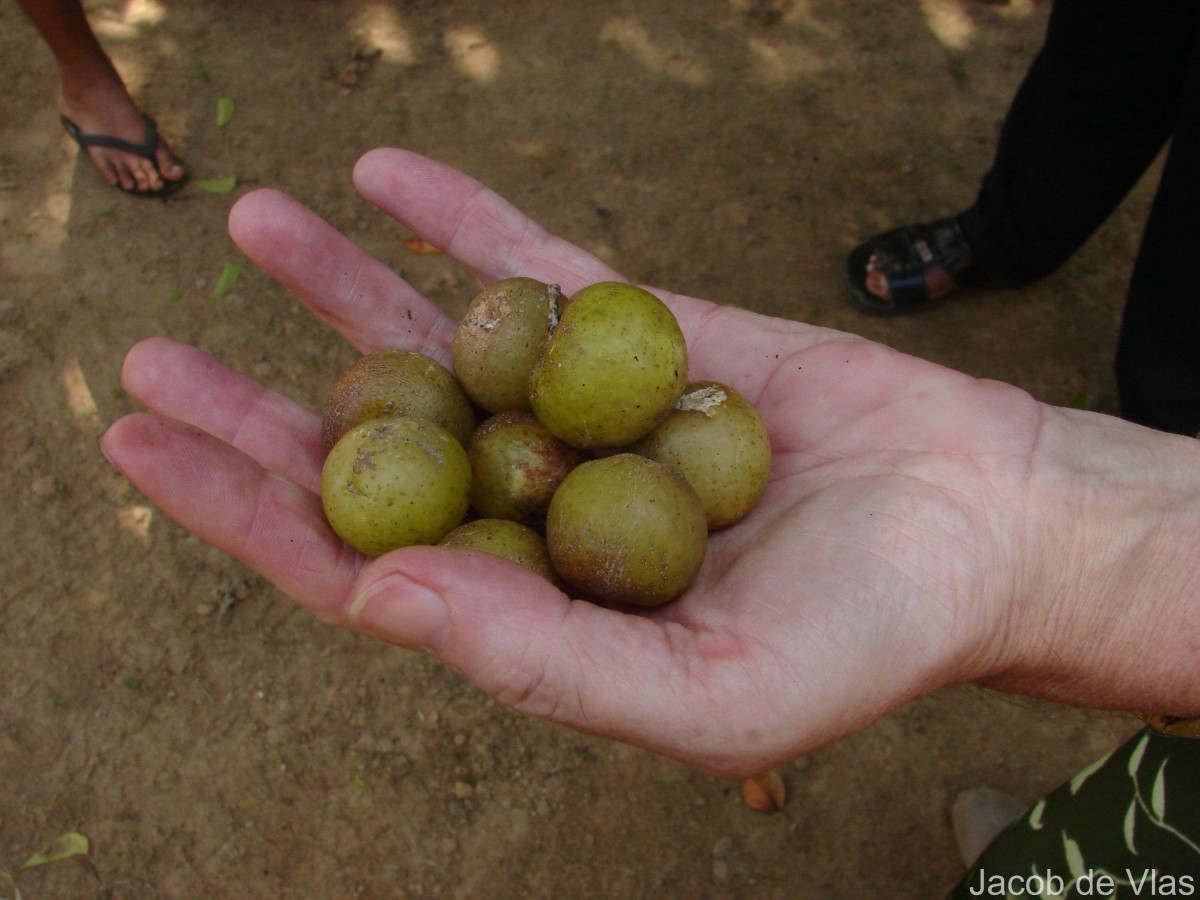 Phyllanthus emblica L.